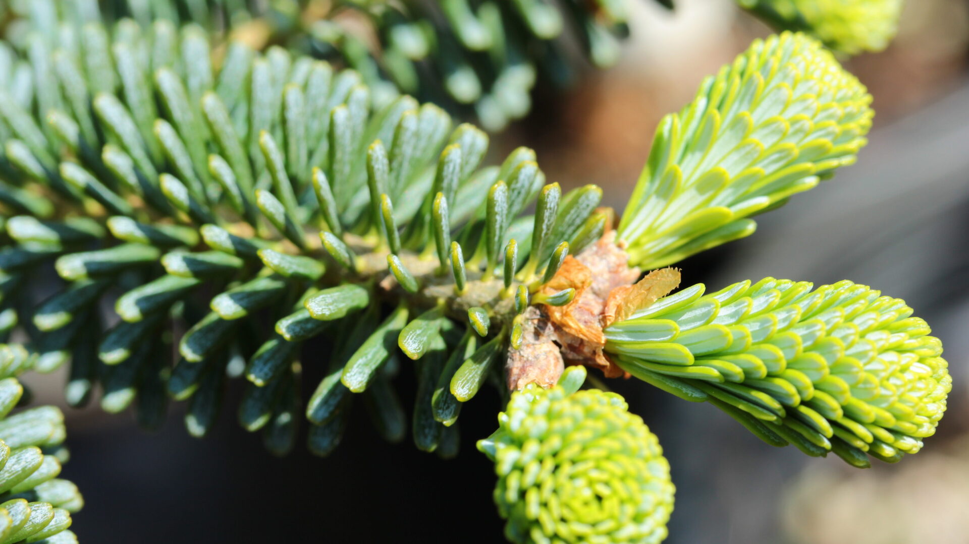 Abies koreana 